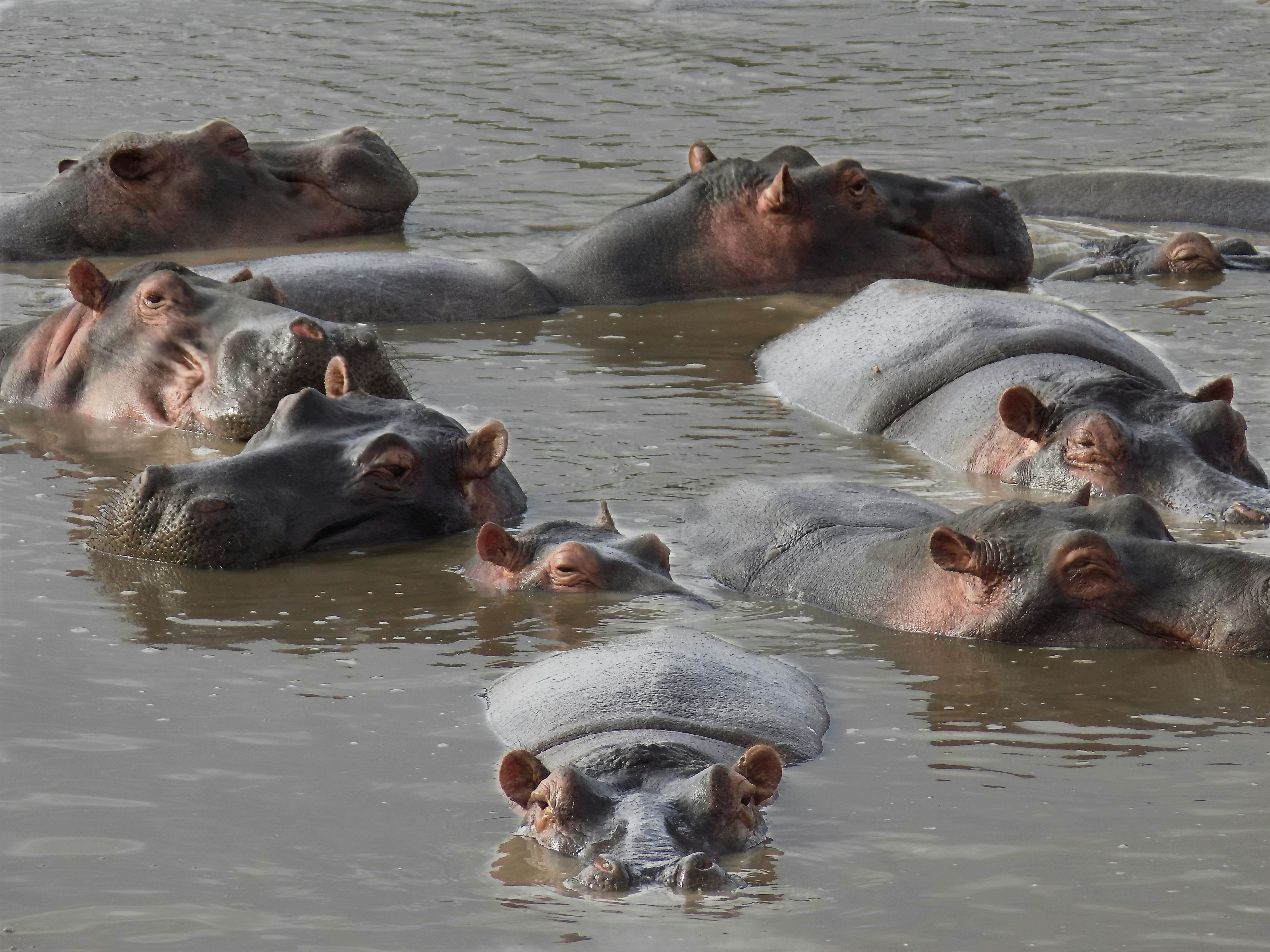5-Day Mid-Range Tanzania Safari Ngorongoro Serengeti National Park